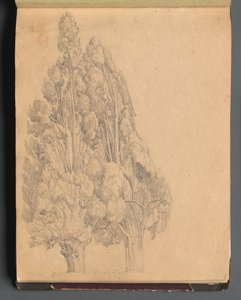 Album med udsigt over Rom og omgivelser, Landskabsstudier, side 13a: Træer af Franz Johann Heinrich Nadorp
