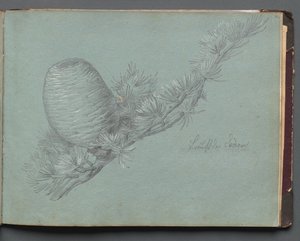 Album med udsigt over Rom og Omegn, Landskabsstudier, side 49a: Studie af en stedsegrøn gren med fyrrekogle af Franz Johann Heinrich Nadorp