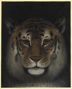 Tigerhoved af Franz Krüger