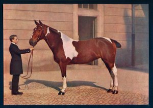 Et fotografi af en hest taget med et Zeiss Tessar-objektiv, c1908 af Franz Kuhn