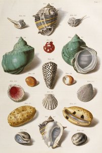 Forskellige muslingeskaller, 1758