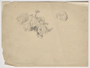 Rosenstudie af Franz von Matsch