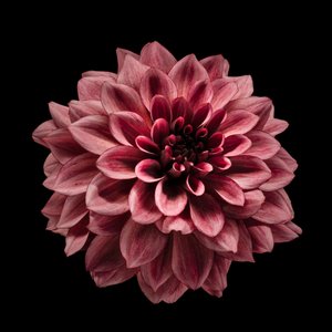 Dahlia i dyb burgunderfarve af Fred Louwen