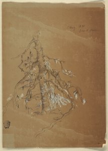 A Gnarled Evergreen, Grand Manan, Canada af Frederic Edwin Church