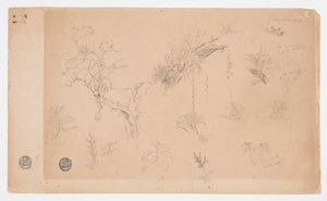 En gruppe på tretten botaniske studier fra Colombia eller Ecuador af Frederic Edwin Church