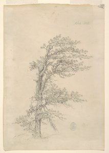 En Pitch Pine af Frederic Edwin Church