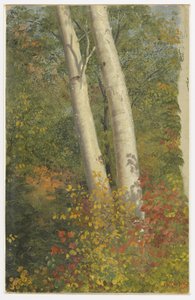 Birketræer i efteråret af Frederic Edwin Church