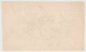 Botaniske skitser af Frederic Edwin Church