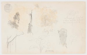 Botaniske skitser fra Colombia: Bambustræer, stammer og detaljer af Frederic Edwin Church