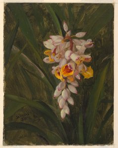 "Kardemomme" af Frederic Edwin Church