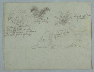 Tegning, bambus, vin og en ung palme, plante og to scener med regn, der falder fra skyer over højdedrag, Rio Magdalena, Colombia, 1853, sandsynligvis maj af Frederic Edwin Church