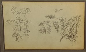 Tegning, Botaniske skitser, 1857 af Frederic Edwin Church