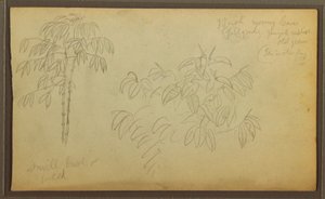 Tegning, Botaniske skitser, 1857 af Frederic Edwin Church
