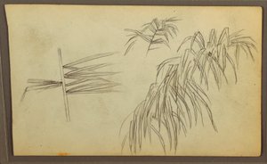 Tegning, Botaniske skitser, 1857 af Frederic Edwin Church