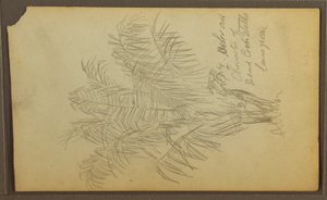 Tegning, Botaniske skitser, 1857 af Frederic Edwin Church