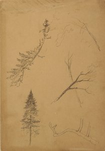 Tegning, Botaniske skitser, 1888 af Frederic Edwin Church