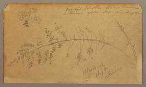 Tegning, botaniske skitser, august 1865 af Frederic Edwin Church