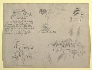 Tegning, botaniske skitser, Colombia, 1853 af Frederic Edwin Church