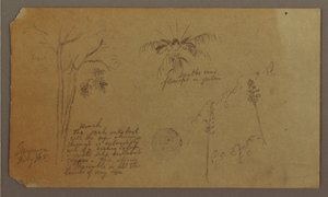 Tegning, botaniske skitser, juli 1865 af Frederic Edwin Church