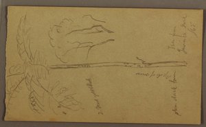 Tegning, botaniske skitser, juni 1865 af Frederic Edwin Church