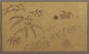 Tegning, botaniske skitser, maj-august 1865 af Frederic Edwin Church