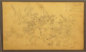 Tegning, Botaniske skitser, maj 1857 af Frederic Edwin Church