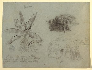 Tegning, Botaniske skitser, Sydamerika, maj 1853  af Frederic Edwin Church
