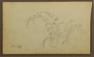 Tegning, Botaniske skitser; bagside: Botaniske skitser, 1857 af Frederic Edwin Church