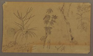 Tegning, botaniske skitser; bagside: Skyer, juli 1865 af Frederic Edwin Church