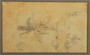 Tegning, botaniske skitser; bagside: firben, palme, 1857 af Frederic Edwin Church