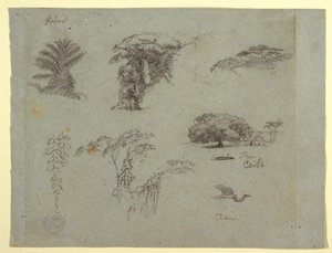 Tegning, Botaniske skitser fra Sydamerika: en palme, grupper af træer, hængende kviste, et stort træ ved siden af et hus og en flyvende trane, 1853, sandsynligvis maj af Frederic Edwin Church