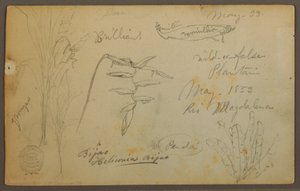 Tegning, Botaniske skitser fra Rio Magalena, Colombia, maj 1853 af Frederic Edwin Church