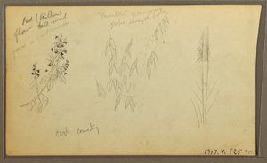 Tegning, botaniske skitser, hus; botaniske skitser, 1857 af Frederic Edwin Church