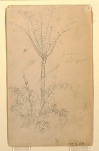 Tegning, Botaniske studier af træ, maj-juni 1857 af Frederic Edwin Church