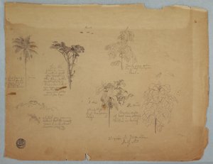 Tegning, Botaniske studier med flyvende papegøjer, Boquia, Colombia, juli 1853 af Frederic Edwin Church