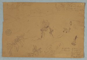 Tegning. Botaniske og skyskitser nær Quito, Ecuador af Frederic Edwin Church