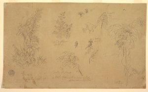 Tegning, Botaniske skitser, "nær Jorje", 23. juli 1857 af Frederic Edwin Church