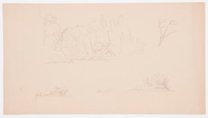 Tegning, Botaniske skitser: træ, træer ved kysten, september 1876 af Frederic Edwin Church
