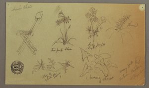 Tegning, stole- og plantestudier, 15. maj 1868 af Frederic Edwin Church