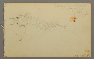Tegning, studie af skyer, 1844 af Frederic Edwin Church