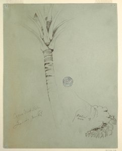 Tegning, Coconut Palm, Jamaica, juni 1865 af Frederic Edwin Church