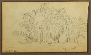 Tegning, køer i landskab; bagside: bambus, 1857 af Frederic Edwin Church