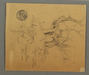 Tegning, Døde træer, plante, muligvis 1868 af Frederic Edwin Church