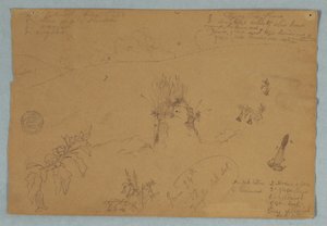 Tegning, Tegning.  Botaniske skitser og skyer nær Quito, Ecuador, 24. juni 1857 af Frederic Edwin Church