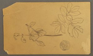 Tegning, Tegning.  Skitser.  Stængel af en plante.   Grene med blade, muligvis 1877 af Frederic Edwin Church