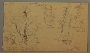 Tegning, Florastudier, 6. oktober 1865 af Frederic Edwin Church