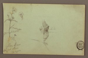 Tegning, Blomstrende plante og en sten mellem de amerikanske og canadiske vandfald ved Niagara, muligvis 1858 af Frederic Edwin Church