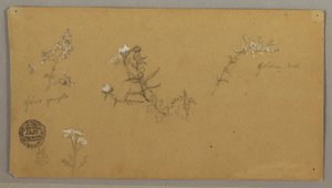 Tegning, Blomstrende planter, ca. 1856 af Frederic Edwin Church