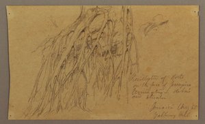 Tegning, hængende rødder, Galleway Hill, august 1865 af Frederic Edwin Church