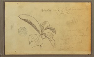 Tegning, blade, 1857 af Frederic Edwin Church